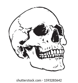 Anatomic Skull Vector Art. Detailed hand-drawn illustration of skull. Grunge weathered illustration.