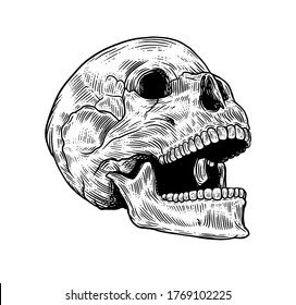 Anatomic skull vector art. Detailed hand-drawn illustration of skull with open mouth isolated on white background. Vintage engraved anatomy vector illustration.