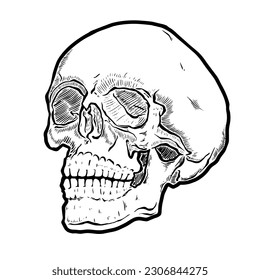 Anatomic Skull Vector Art. Detailed hand-drawn illustration of skull. Grunge weathered illustration. Eps 10
