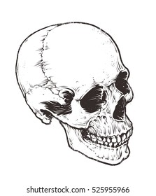 Anatomic Skull Vector Art. Detailed hand-drawn illustration of skull. Grunge weathered illustration.