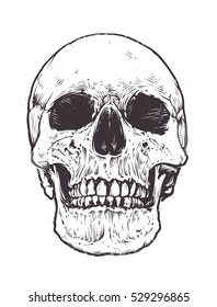 Anatomic Skull Vector Art. Detailed hand-drawn illustration of skull. Grunge weathered illustration.