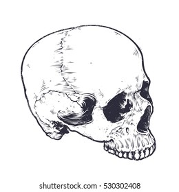 Anatomic Skull Vector Art. Detailed hand-drawn illustration of skull without lower jaw. Grunge weathered illustration. Black and white.