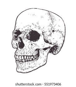 Anatomic Skull Vector Art. Detailed hand-drawn illustration of skull. Grunge weathered illustration.