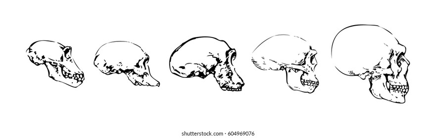 Evolution Of Human Skull 5767