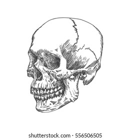 Anatomic skull, weathered and museum quality, detailed hand drawn illustration. Vector Art. 