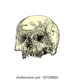 Anatomic skull, weathered and museum quality, detailed hand drawn illustration. Vector Art. 