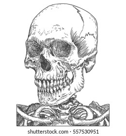 Anatomic skull, weathered and museum quality, detailed hand drawn illustration. Vector Art. 