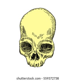 Anatomic skull, weathered and museum quality, detailed hand drawn illustration. Vector Art. 