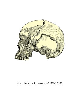 Anatomic skull, weathered and museum quality, detailed hand drawn illustration. Vector Art. 