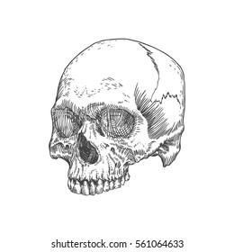 Anatomic skull, weathered and museum quality, detailed hand drawn illustration. Vector Art. 