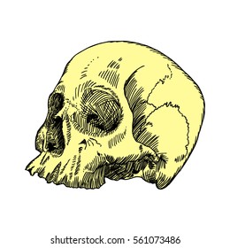 Anatomic skull, weathered and museum quality, detailed hand drawn illustration. Vector Art. 