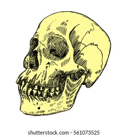 Anatomic skull, weathered and museum quality, detailed hand drawn illustration. Vector Art. 