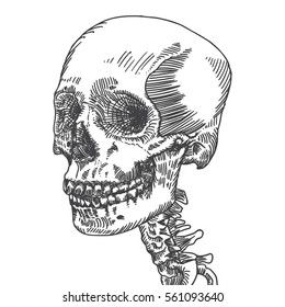Anatomic skull, weathered and museum quality, detailed hand drawn illustration. Vector Art. 