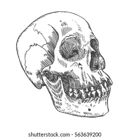 Anatomic skull, weathered and museum quality, detailed hand drawn illustration. Vector Art. 