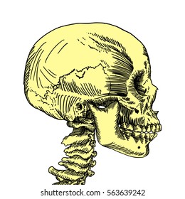 Anatomic skull, weathered and museum quality, detailed hand drawn illustration. Vector Art. 