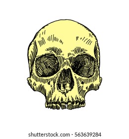 Anatomic skull, weathered and museum quality, detailed hand drawn illustration. Vector Art. 