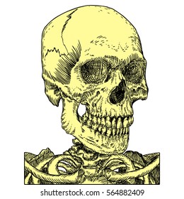 Anatomic skull, weathered and museum quality, detailed hand drawn illustration. Vector Art. 