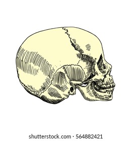Anatomic skull, weathered and museum quality, detailed hand drawn illustration. Vector Art. 