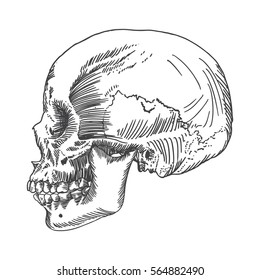 Anatomic skull, weathered and museum quality, detailed hand drawn illustration. Vector Art. 