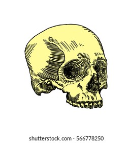 Anatomic skull, weathered and museum quality, detailed hand drawn illustration. Vector Art. 