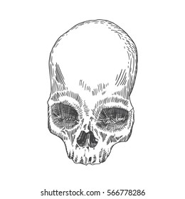 Anatomic skull, weathered and museum quality, detailed hand drawn illustration. Vector Art. 