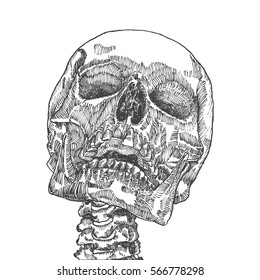 Anatomic skull, weathered and museum quality, detailed hand drawn illustration. Vector Art. 