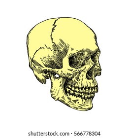 Anatomic skull, weathered and museum quality, detailed hand drawn illustration. Vector Art. 