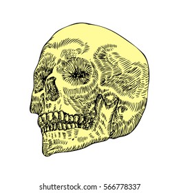Anatomic skull, weathered and museum quality, detailed hand drawn illustration. Vector Art. 