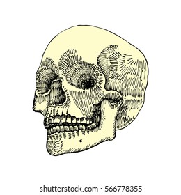 Anatomic skull, weathered and museum quality, detailed hand drawn illustration. Vector Art. 