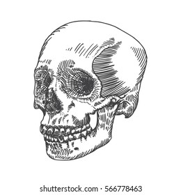 Anatomic skull, weathered and museum quality, detailed hand drawn illustration. Vector Art. 