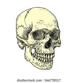 Anatomic skull, weathered and museum quality, detailed hand drawn illustration. Vector Art. 
