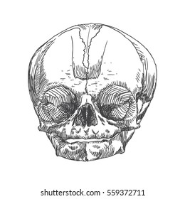 Anatomic skull of youth or kid, detailed hand drawn illustration. Vector Art. 