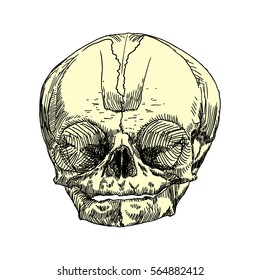Anatomic skull of youth or kid, detailed hand drawn illustration. Vector Art. 