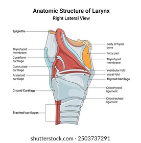 Anatomic Structure of Larynx Right Lateral View