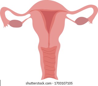 Anatomic Vector Illustration Of A Uterus 