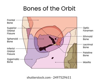 Huesos anatómicos de la órbita