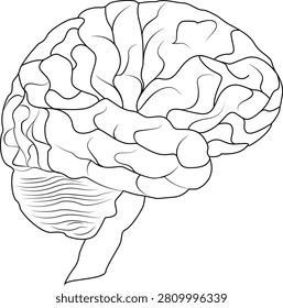 Anatomical brain. Cerebral convolutions. Anatomical shape of the brain with clearly defined convolutions and detailed structure. Intelligence and consciousness. The human brain.