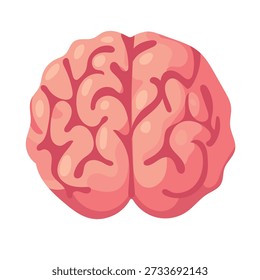 Anatomical brain. Flat vector clipart, illustration with isolated background.
