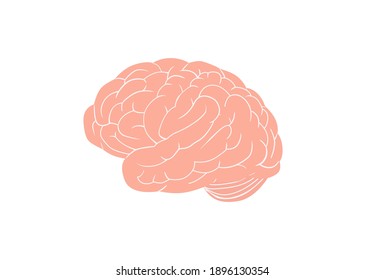 Anatomical brain. Large pink gyrus encircle entire circumference complex structure of intelligence cerebral organ that controls vector body.