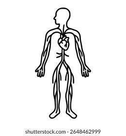 anatomical circulatory system icon vector on white background
Human anatomical organ
