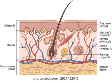 Anatomical cross section of human skin layers and microscopic structures with epidermis follicle physiology subcutaneous structure education corporuscle illustration scientific medicine