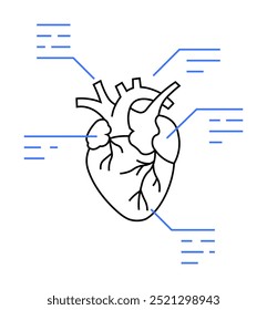 Representación anatómica de un corazón humano con partes clave resaltadas y etiquetadas. Ideal para estudios médicos, propósitos educativos, salud cardiovascular, lecciones de anatomía e investigación científica. Limpiar li