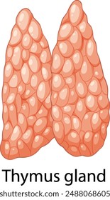 Anatomical depiction of the thymus gland