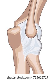 Anatomical design. posterior and radial collateral ligament of the elbow joint. Showing the main parts that made the elbow joint for basic medical education Also for clinics