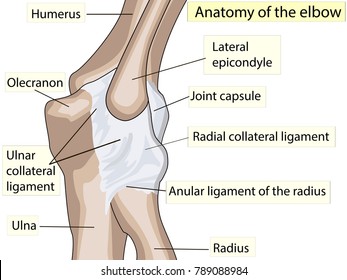 Anatomical design. posterior and radial collateral ligament of the elbow joint. Showing the main parts that made the elbow joint for basic medical education Also for clinics