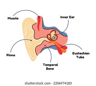 Diagrama anatómico de la oreja en forma de vector de línea plana. Esquema de órganos humanos, ilustración de caricaturas médicas, biología, fisiología. Salud, cuerpo, tímpano, audición, sentimiento, aurícula, estructura, educación.