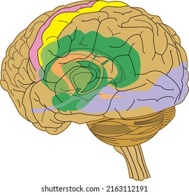 Anatomical diagram of the human brain