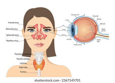 Anatomical diagram of the human eye. Sinusitis, on the woman’s face there is mucous tissue of the paranasal and frontal sinuses. Lateral view of the thyroid gland and trachea