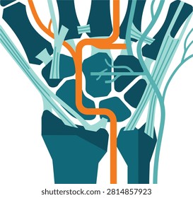 Anatomical diagram of human hand bones and blood vessels with skeleton circulatory physiology healthcare scientific clinical structure biomedical internal research education schematic