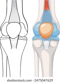 Anatomical diagram of the human knee joint